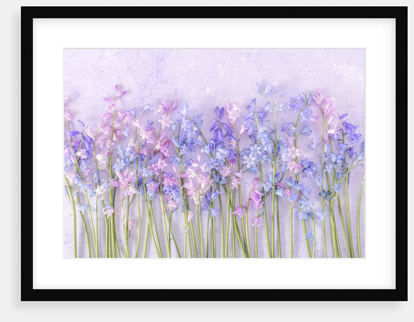 Bluebell flowers by Assaf Frank